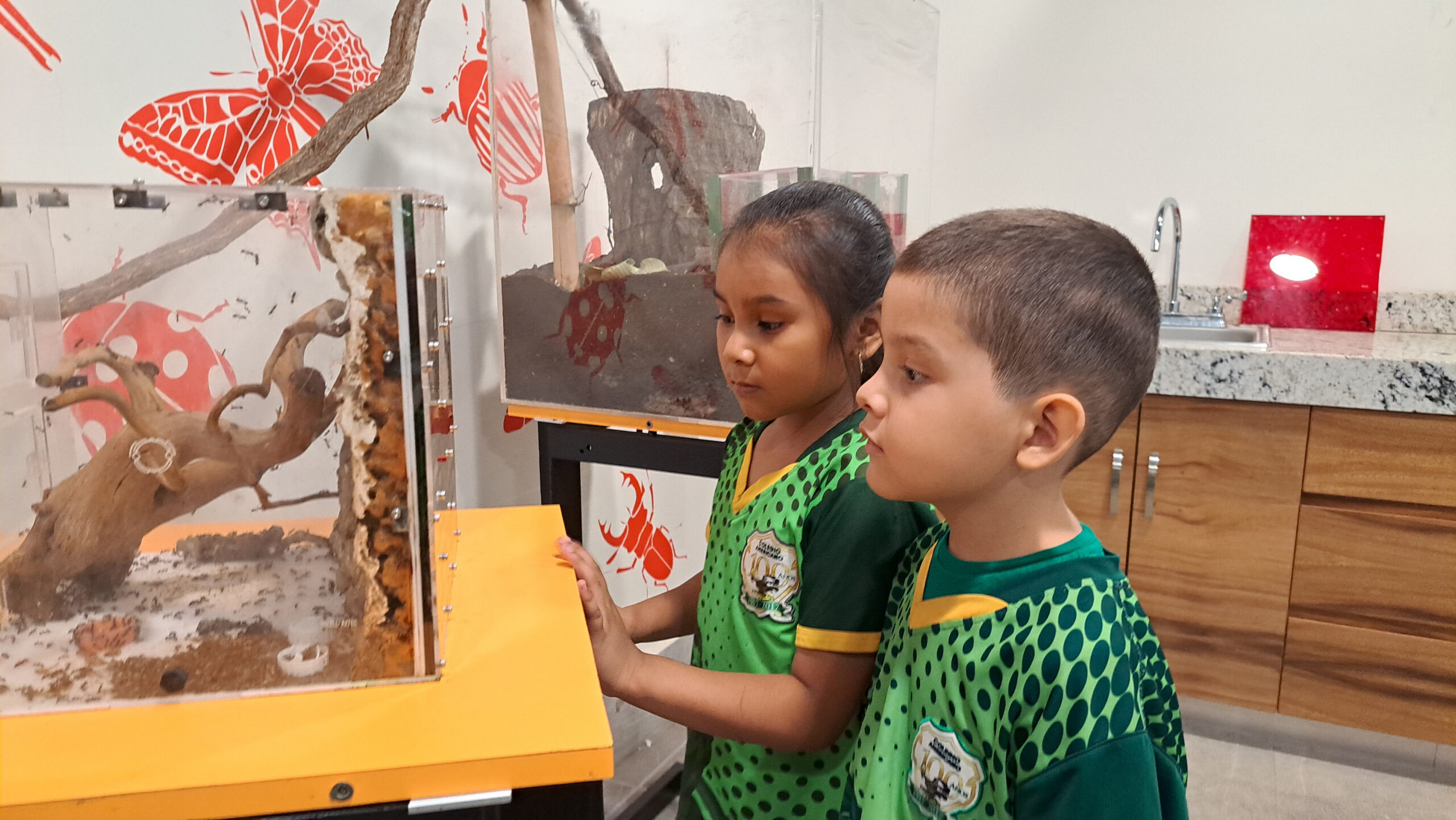 Alumnos de preescolar del colegio americano observando un terrario